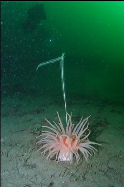 ANEMONE AND SEAWHIP AT BASE OF WALL