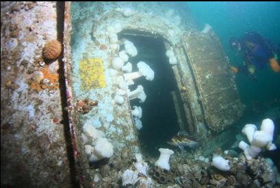 politely holding door open for copper rockfish