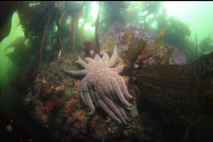 sunflower star under the kelp