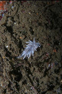 ALABASTER NUDIBRANCH