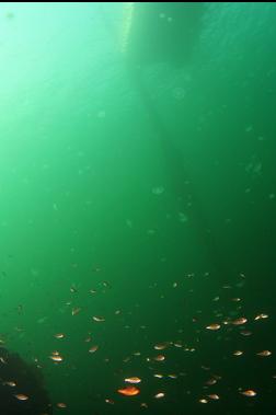 perch and moon jellies under dock