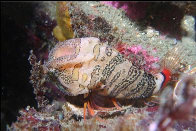 shy grunt sculpin