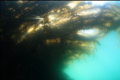 under feather boa kelp