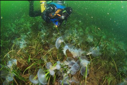 hooded nudibranchs on eelgrass