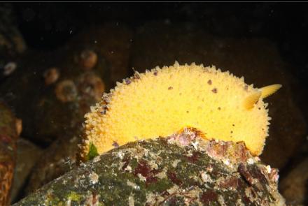nudibranch 20 feet deep
