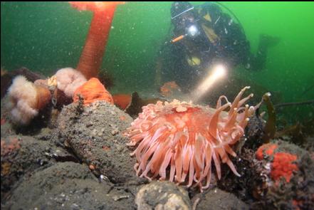 sand anemone