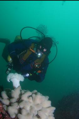 anemone and tunicates