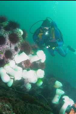 anemones and urchins