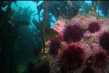 urchins and hydrocoral