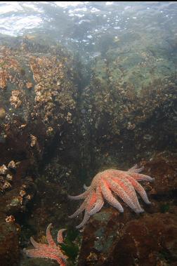 sunflower stars 