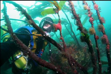 brooding anemones on stalked kelp