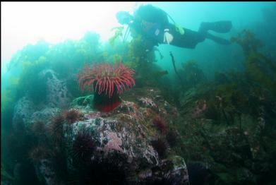 fish-eating anemone