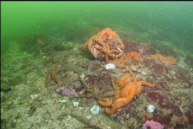 pile of seastars