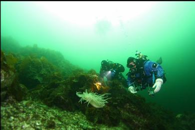 swimming nudibranch