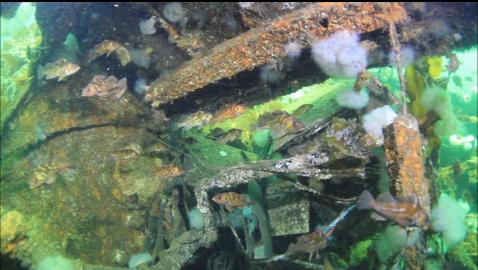 looking into the engine room through holes in the hull