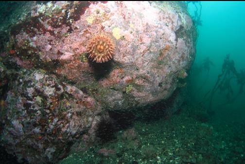 anemone on the side of the reef