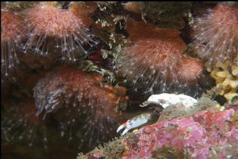 HEDGEHOG HYDROIDS AND CRAB