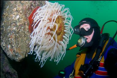 FISH-EATING ANEMONE