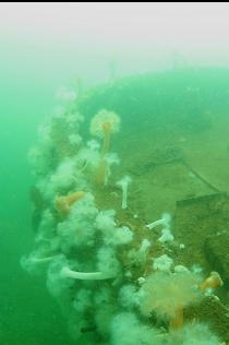 ANEMONES ON STERN