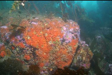 orange colonial tunicates on rocks in shallows