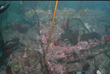 wreckage covered with coraline algae