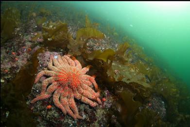 sunflower star and bottom kelp