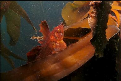 cropped close-up of fish on kelp