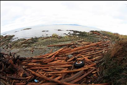 logs on beach