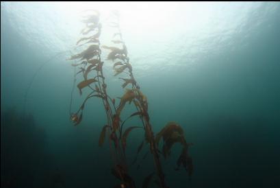 macrocystis kelp