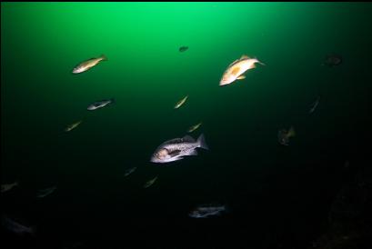 black and yellowtail rockfish