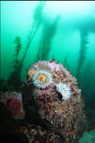 fish-eating anemones