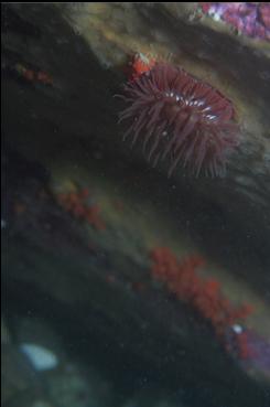 BROODING ANEMONE UNDER LEDGE