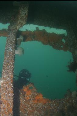 LOOKING IN WRECK