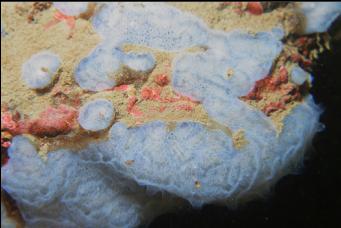 TUNICATE COLONY