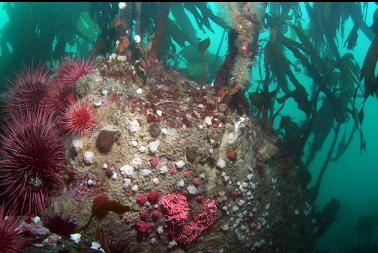 brooding anemones, hydrocoral and urchins