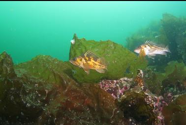 rockfish in shallows