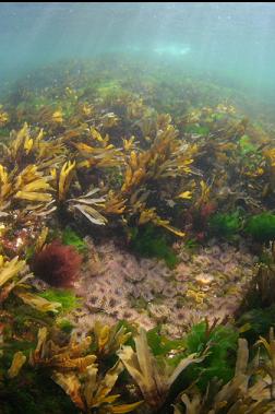 anemones in shallows