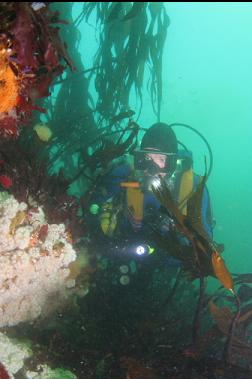 small plumose anemones in shallows