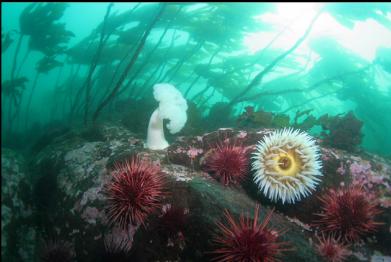 anemones and urchins