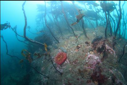 anemone and stalked kelp