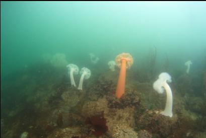 anemones on shallow reefs