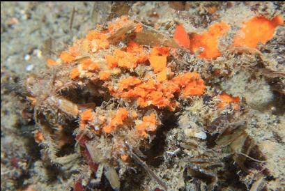 crab covered with bits of orange sponge