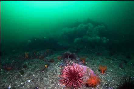 the flat bottom next to a reef