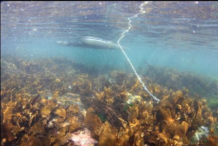 anchored in the shallows