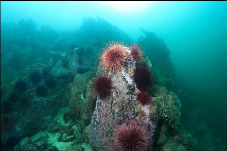 urchins near the top of the slope