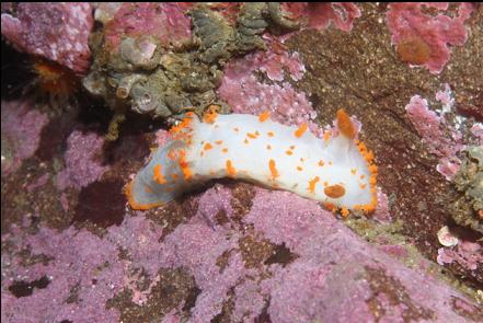 clown nudibranch