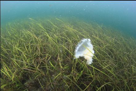 jellyfish caught in eelgrass