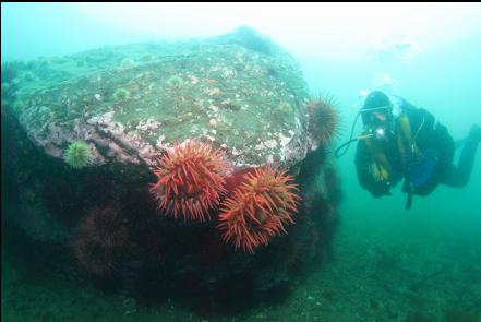 fish-eating anemones