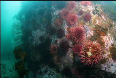 fish-eating anemone, urchins and plumose anemones