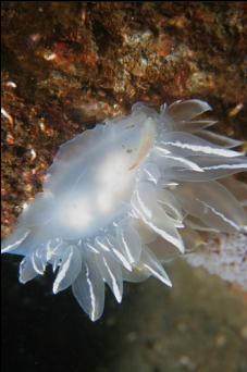 ALABASTER NUDIBRANCH UNDER BOULDER